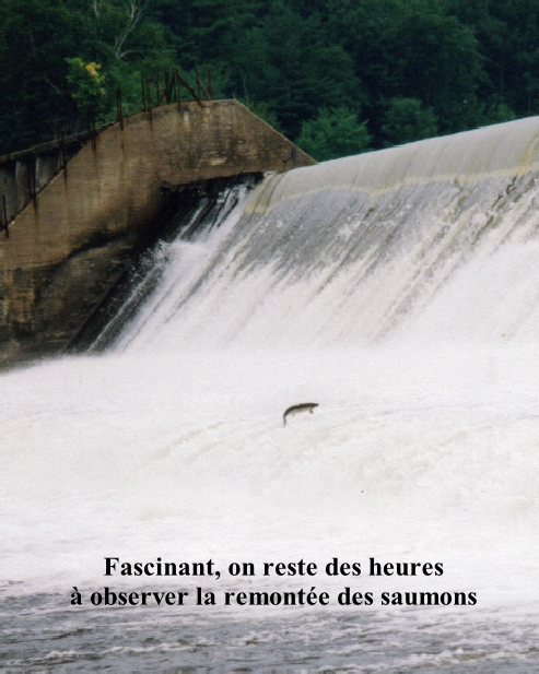 Fascinant, on reste des heures 
à observer la remontée des saumons 
