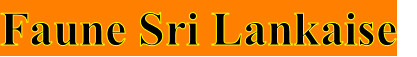 Faune Sri Lankaise
