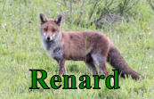 Renard
